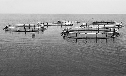 物聯(lián)網(wǎng)助力水產(chǎn)養(yǎng)殖進(jìn)行智能化管理。